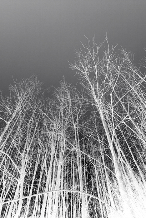 BWTrees600b.jpg