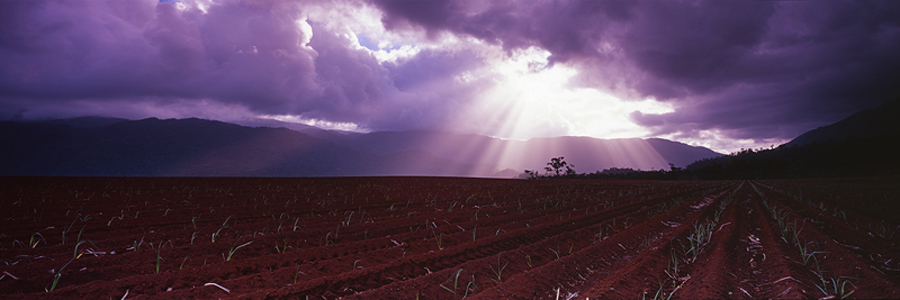 Babinda_Canefields.jpg