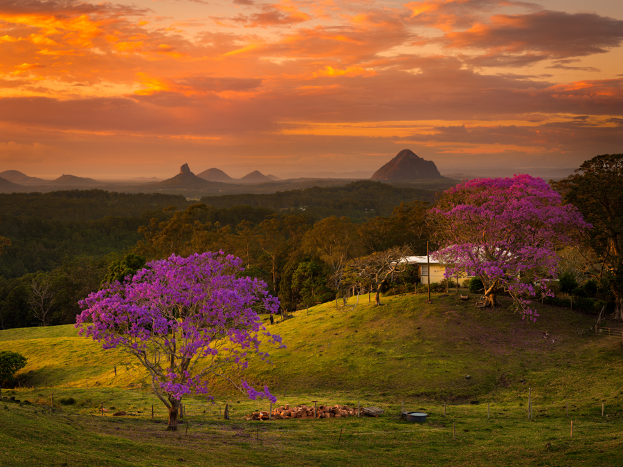 JacarandaGlow900.jpg