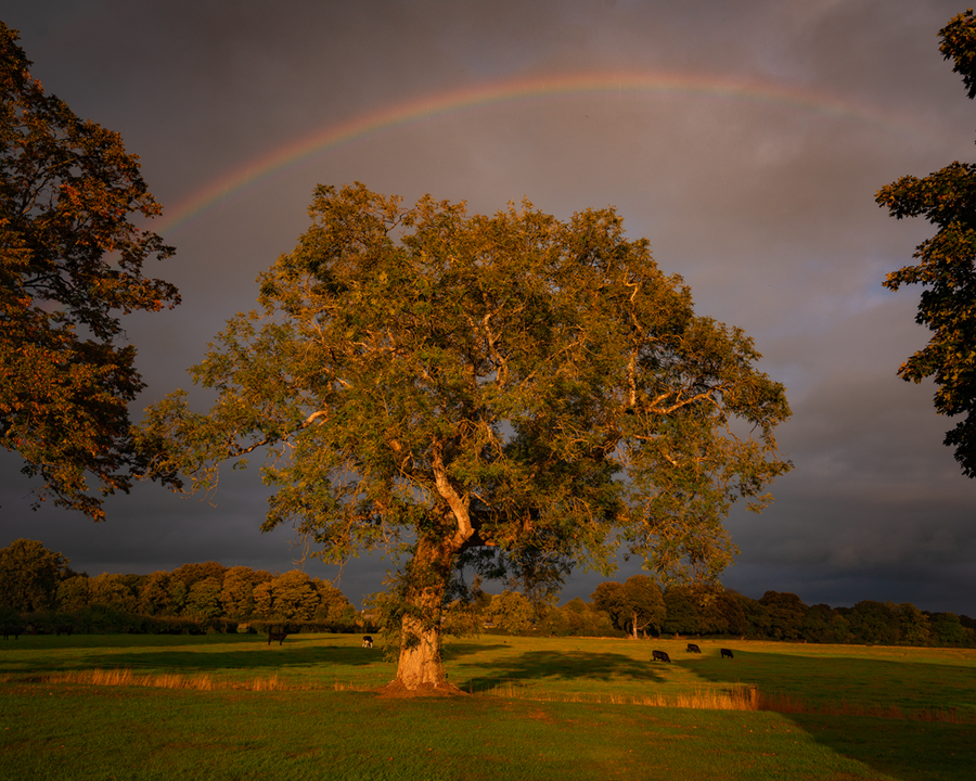 Tree_and_Rainbow.jpg