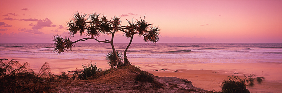 bm_76_pandanus_sunset.jpg