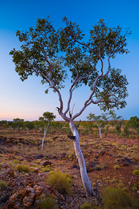 Ghost_Gums_at_Sunset.jpg