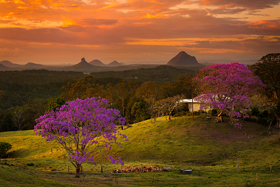 JacarandaGlow900.jpg