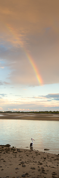 Pelican_Rainbow.jpg