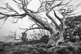 Snow_Gum_Relic900.jpg