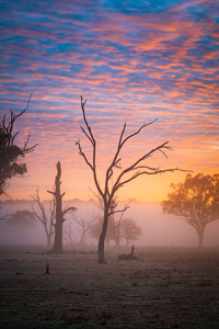 Sunrise_in_the_Mist900.jpg