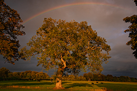 Tree_and_Rainbow.jpg
