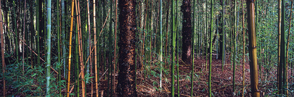 bm_80_bamboo_forest.jpg