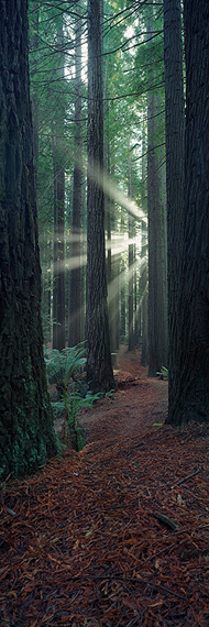 bm_94_redwood_trail.jpg
