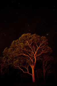 stradbroke_starry_night.jpg
